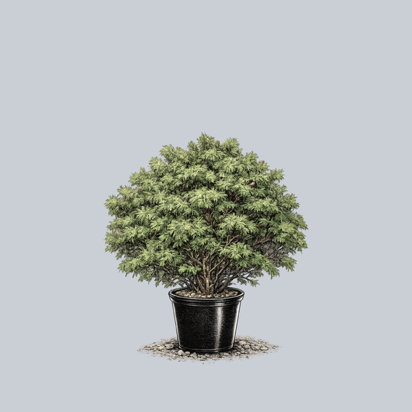 Vercurve Eastern White Pine