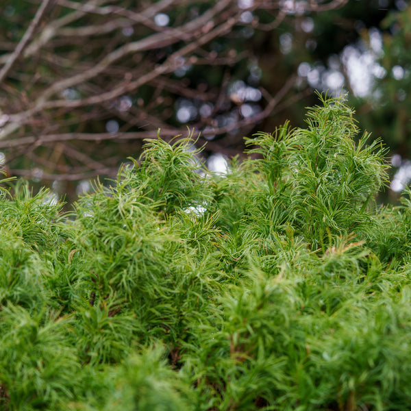 Vercurve Eastern White Pine - Pine - Conifers