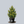 Load image into Gallery viewer, Verdoni Hinoki Cypress
