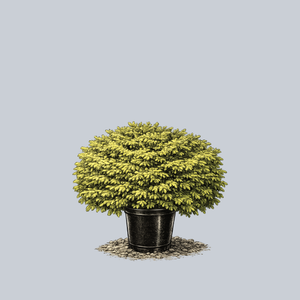 Vermont Gold Norway Spruce