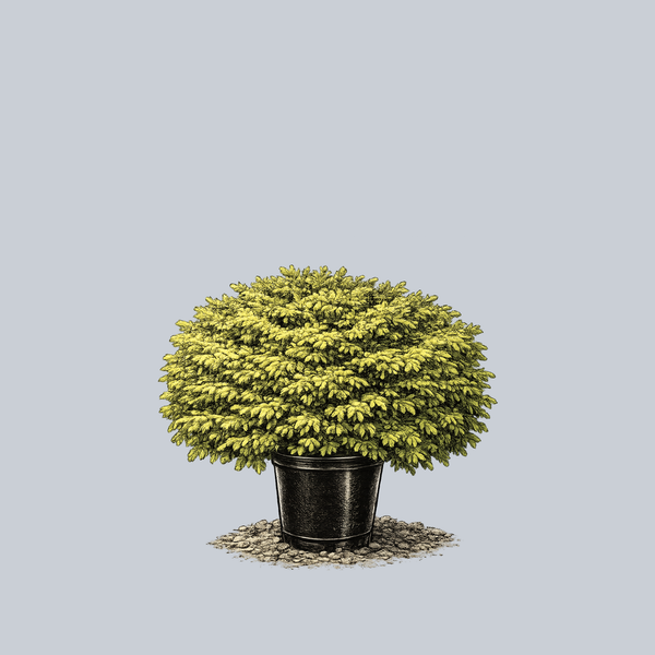 Vermont Gold Norway Spruce