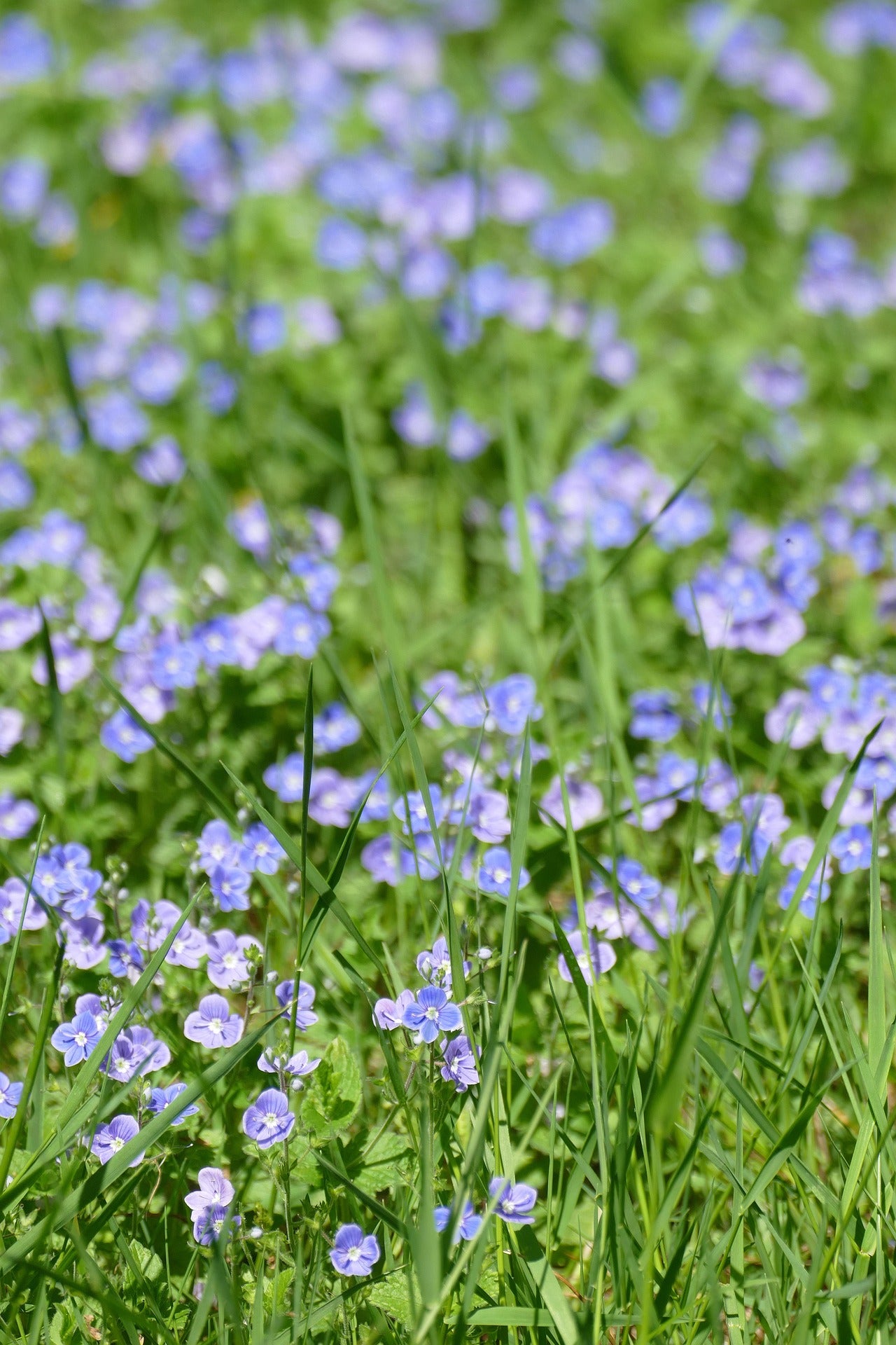 The Veronica Guide – Plant Detectives