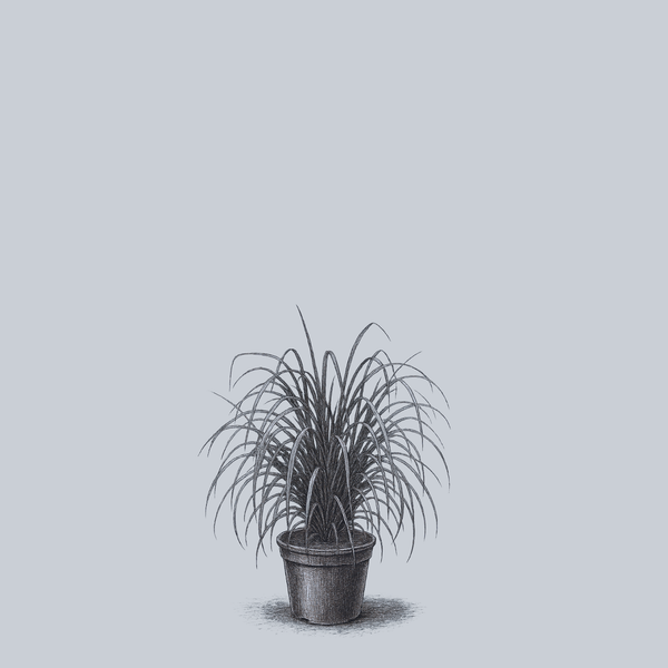 Vertigo Fountain Grass