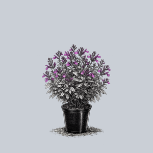 Vibe Ignition Purple Sage