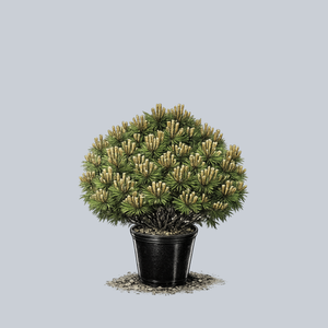 Vibrant Japanese Red Pine