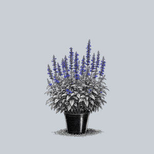 Victoria Blue Mealycup Sage