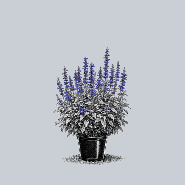 Victoria Blue Mealycup Sage