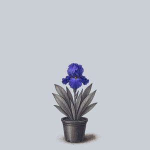 Victoria Falls Bearded Iris
