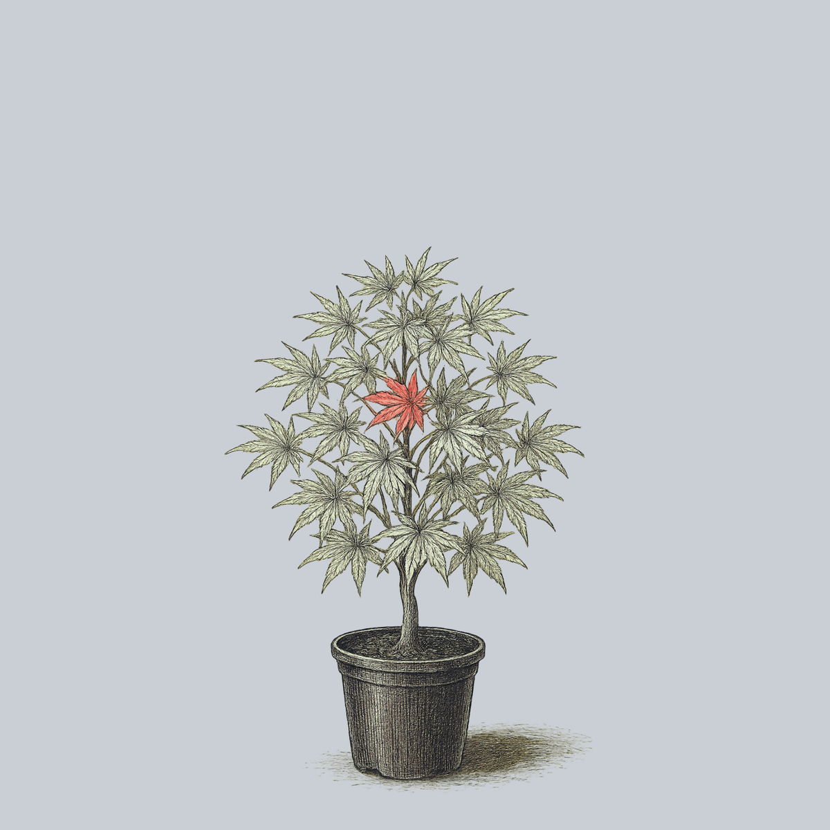 Vic Pink Japanese Maple – Plant Detectives
