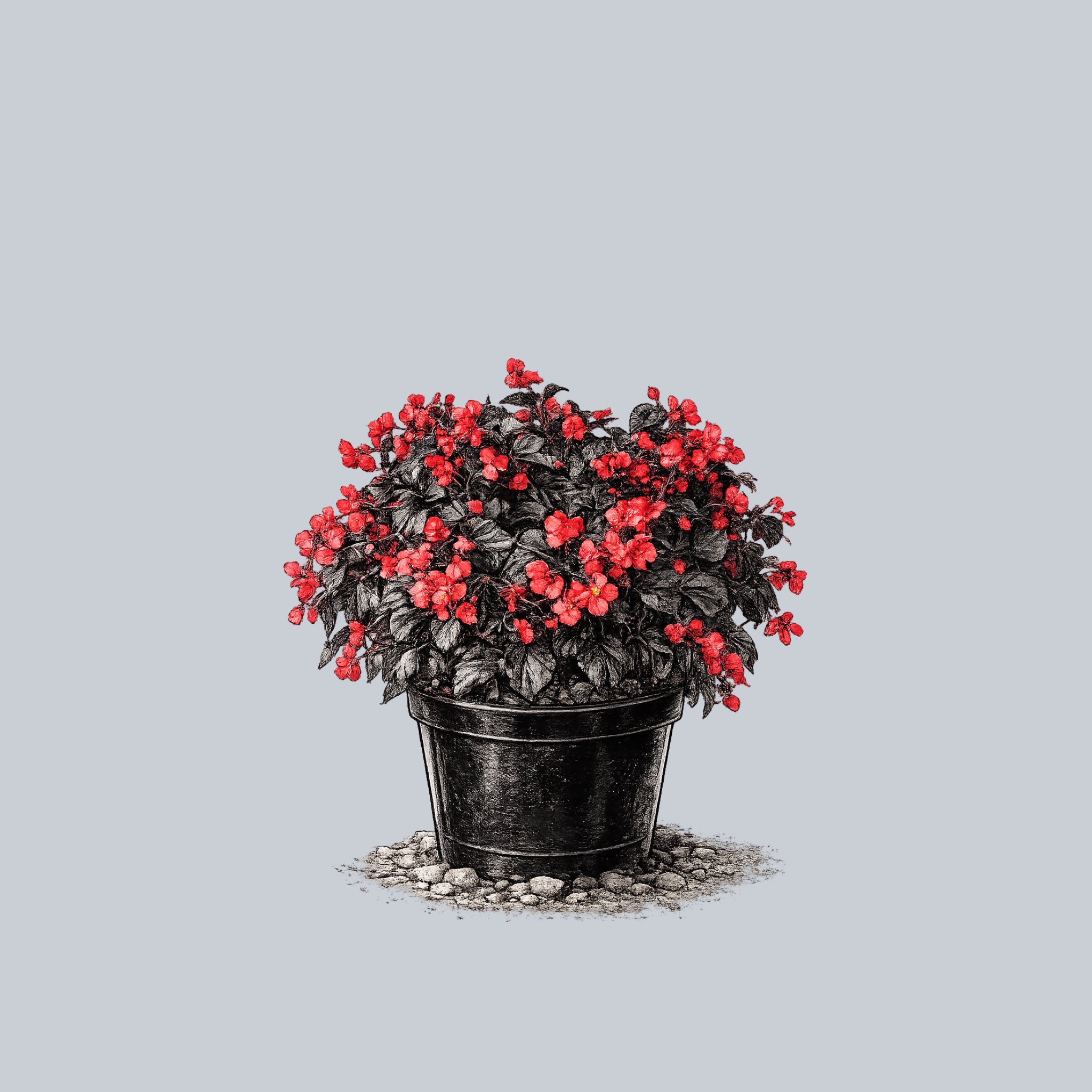 Viking XL Begonia – Plant Detectives