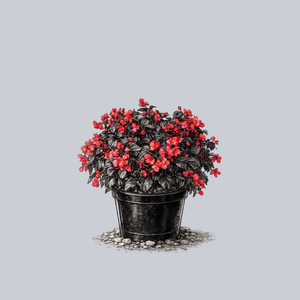 Viking XL Begonia