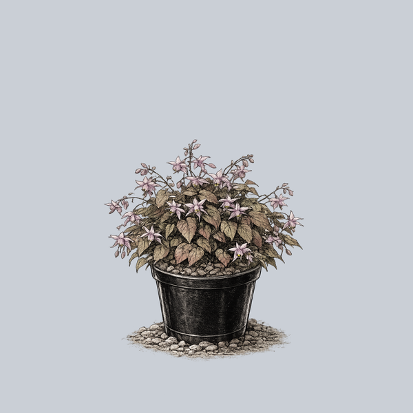 Violaceum Barrenwort
