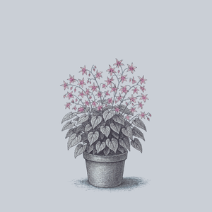 Violaceum Barrenwort