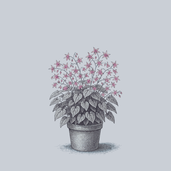 Violaceum Barrenwort