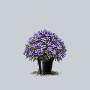 Violet Pinwheels Creeping Phlox