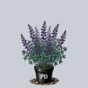 Violet Dusk False Indigo