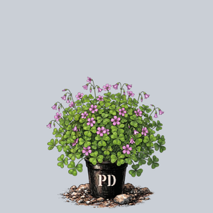 Violet Wood Sorrel