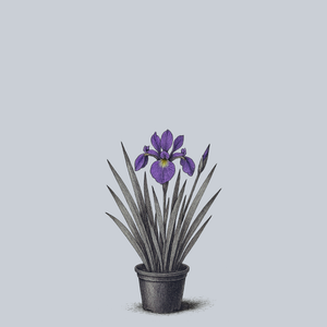 Virginia Iris