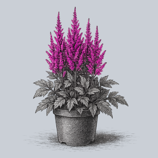 Visions Chinese Astilbe