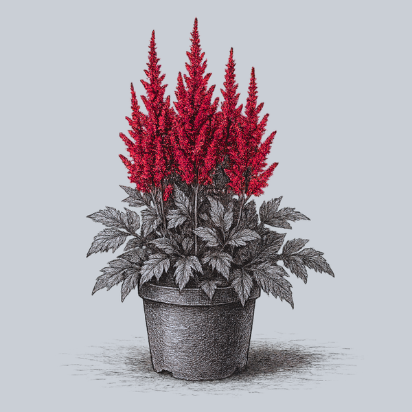Vision in Red Chinese Astilbe