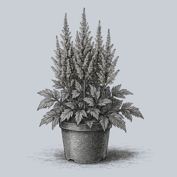 Vision in White Chinese Astilbe