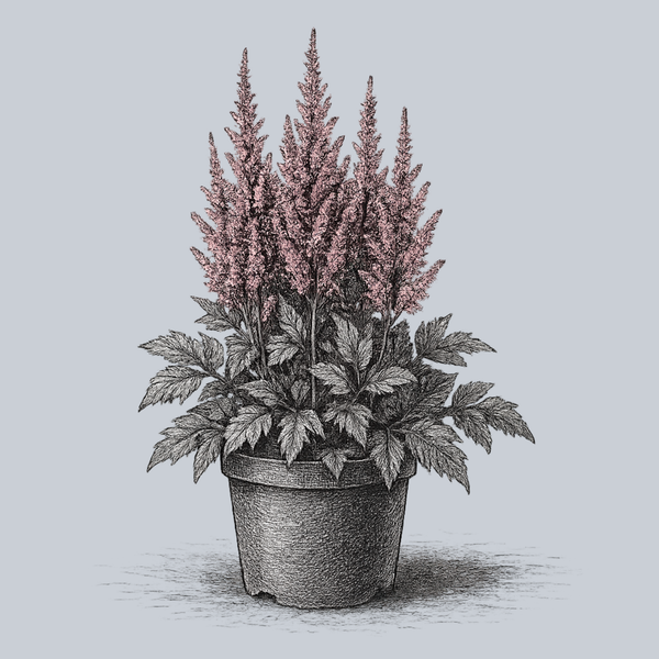 Vision Inferno Chinese Astilbe