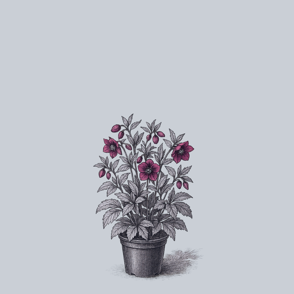 Viv Victoria Lenten Rose