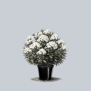 Volcano White Tall Garden Phlox