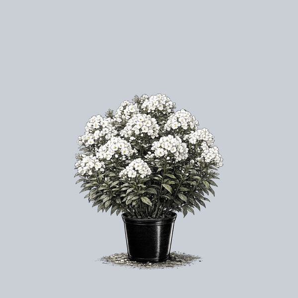 Volcano White Tall Garden Phlox