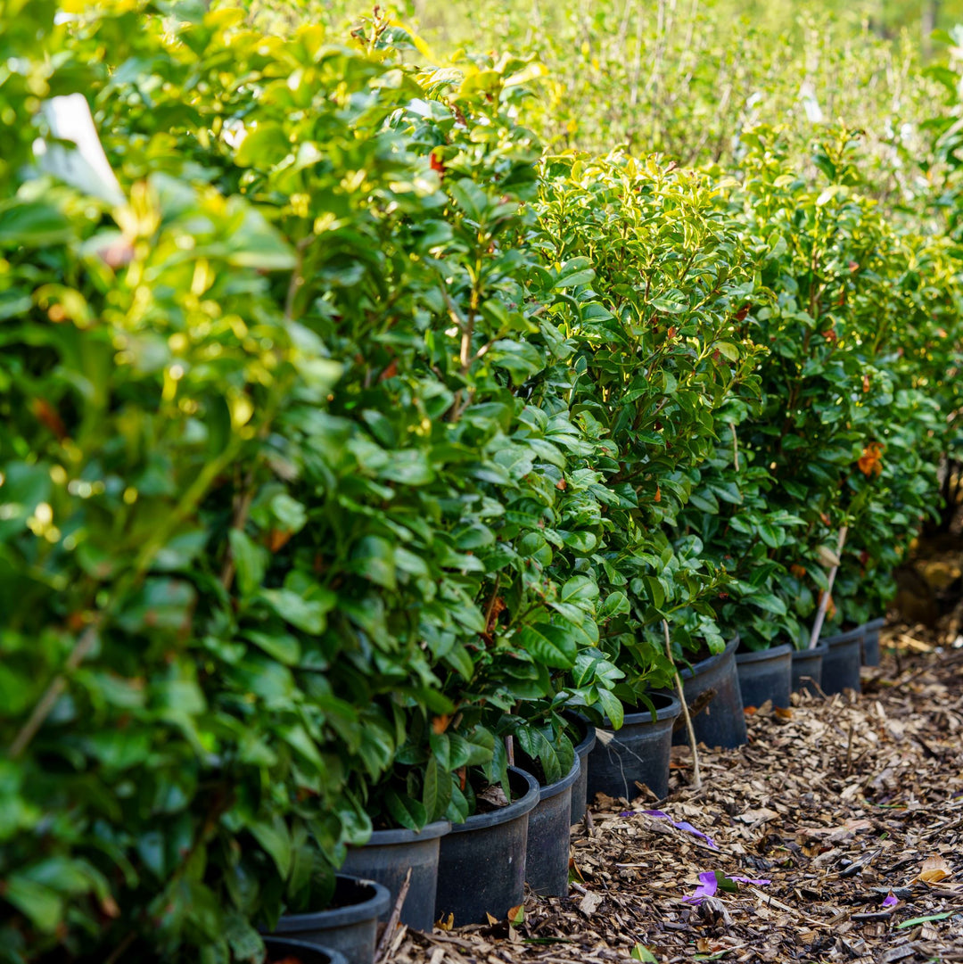 Volcano Cherry Laurel – Plant Detectives