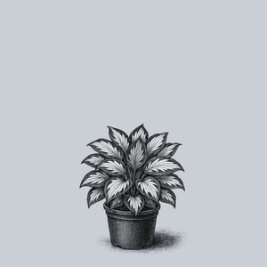 Vulcan Hosta