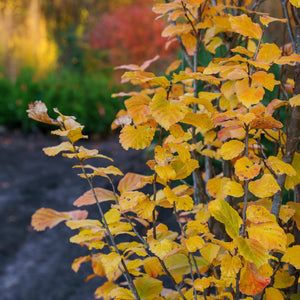 Vanessa Persian Ironwood