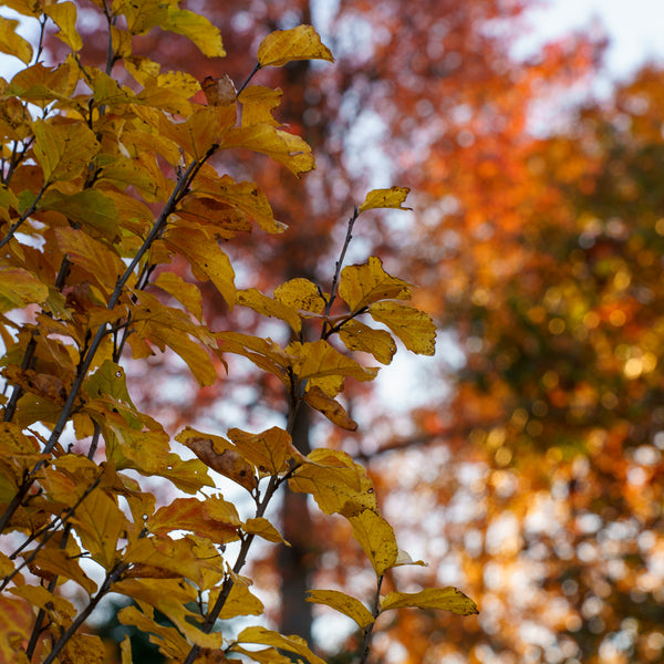 Vanessa Persian Ironwood