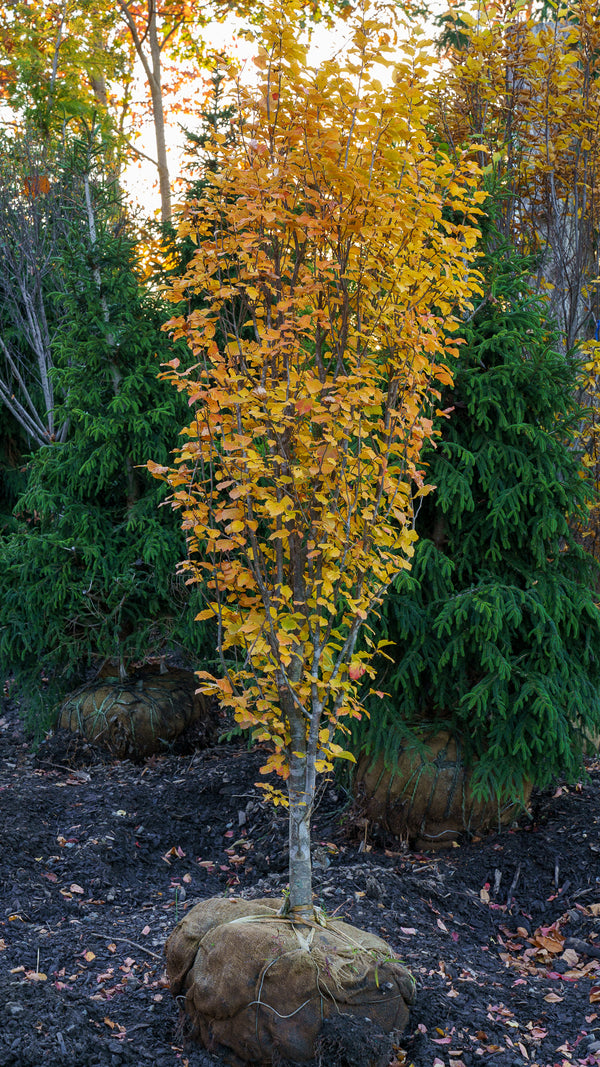 Vanessa Persian Ironwood