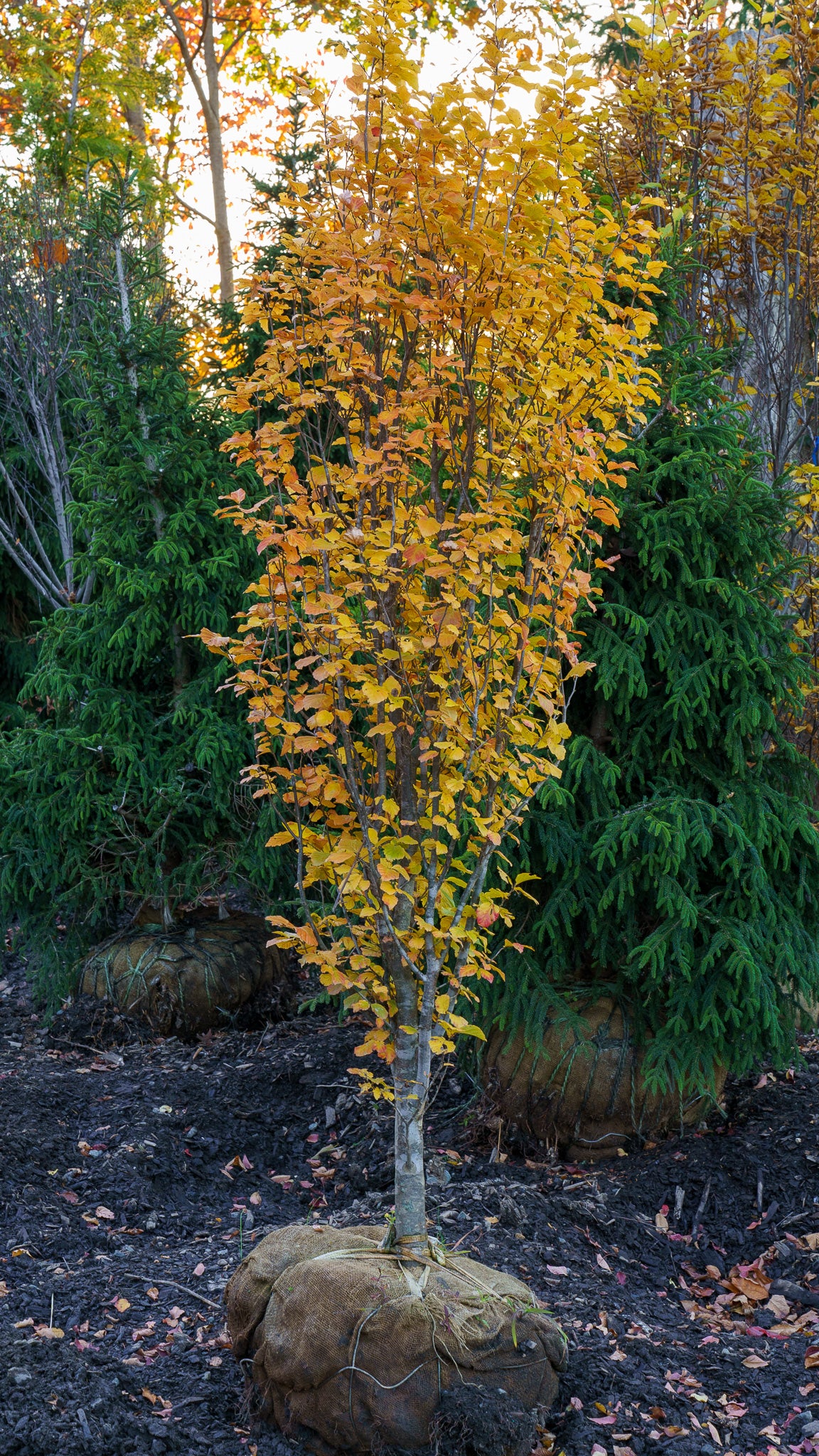 Plant of the Week - 'Vanessa' Persian Ironwood – Plant Detectives