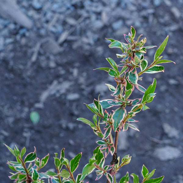 Vanilla Brandy Abelia - Abelia - Shrubs