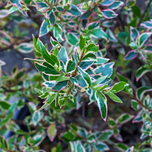 Vanilla Brandy Abelia - Abelia - Shrubs