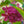 Load image into Gallery viewer, Vanilla Strawberry Hydrangea - Hydrangea - Shrubs
