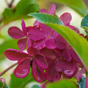 Vanilla Strawberry Hydrangea - Hydrangea - Shrubs