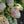 Load image into Gallery viewer, Vanilla Strawberry Panicle Hydrangea

