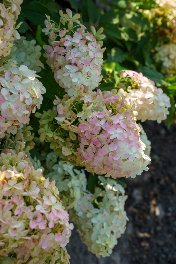 Vanilla Strawberry Panicle Hydrangea