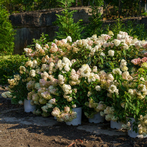 Vanilla Strawberry Panicle Hydrangea