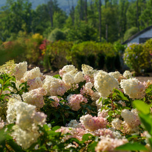 Vanilla Strawberry Panicle Hydrangea