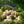Load image into Gallery viewer, Vanilla Strawberry Panicle Hydrangea
