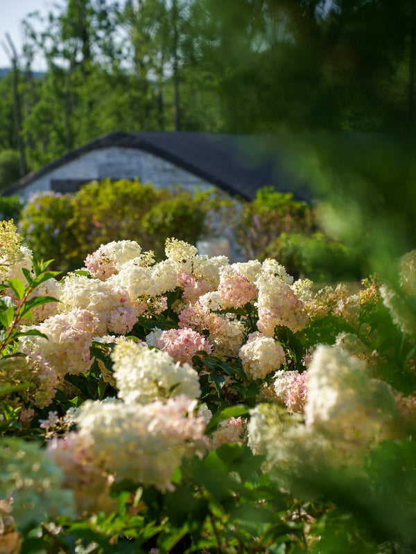 Vanilla Strawberry Panicle Hydrangea