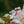 Load image into Gallery viewer, Vanilla Strawberry Panicle Hydrangea

