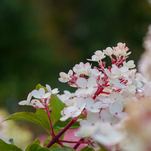 Vanilla Strawberry Panicle Hydrangea