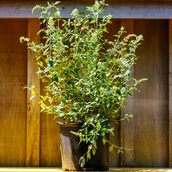 butterfly house plant care Vanilla Treat Butterfly Bush – Plant Detectives