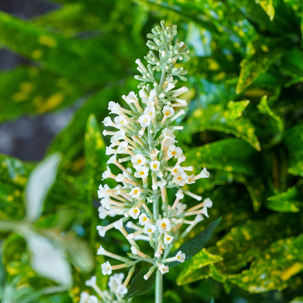 monstera rose and vanilla Vanilla Treat Butterfly Bush – Plant Detectives