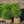 Load image into Gallery viewer, Varder Valley Boxwood
